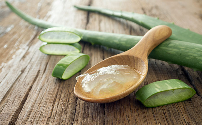 Aloe Vera On Dogs, Why How Dogs Feed Dogs Fresh Food