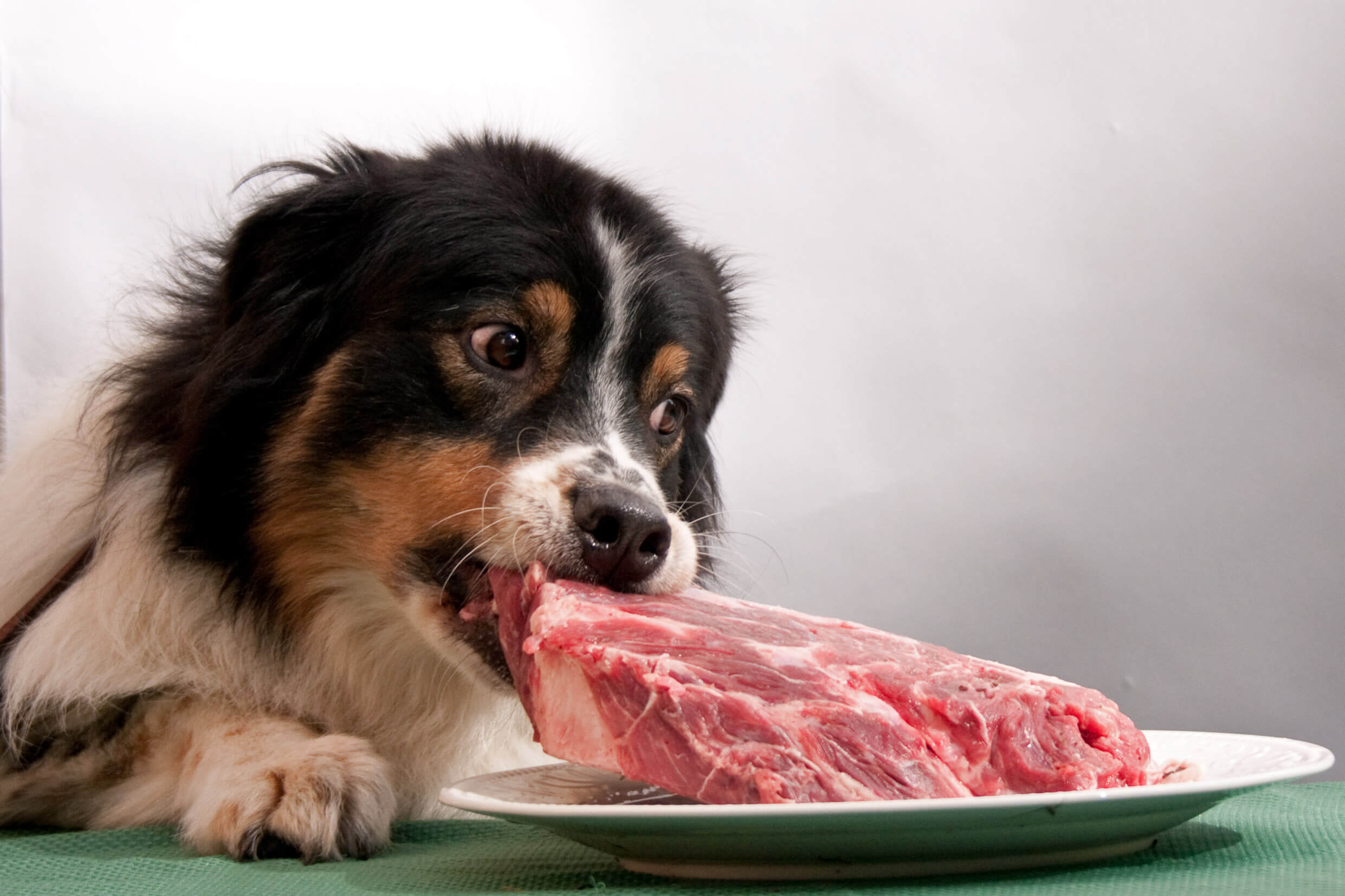 a dog taking a steak off a plate