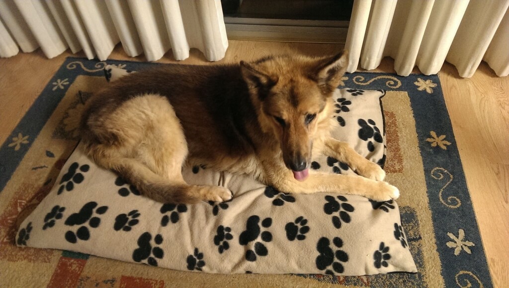 picture of an old german shepherd lying on a comfy mat which helps arthritis in dogs