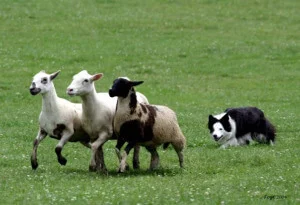 does raw dog food cause aggression in the likes of a collie who rounds up sheep? No is the answer