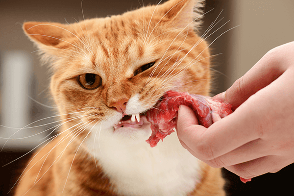 a cat eating a piece of meat