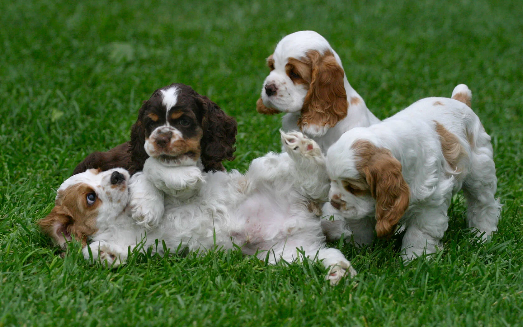 puppies playing before their second vaccination