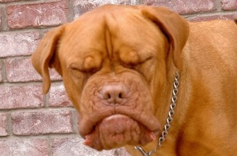 a big brown dog with constipation