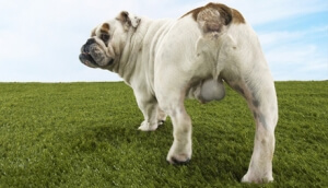 a rear picture of a bull dog