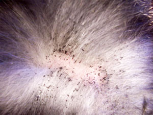 a close up of fleas on a dogs coat
