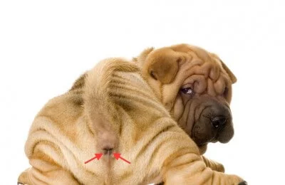 puppy showing his bum and the position of anal glands in dogs