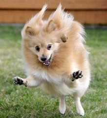 image of a small hyperactive dog mid flight
