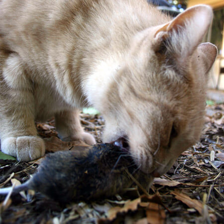 a cat eating a rat