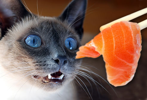 cat eating a piece of salmon,