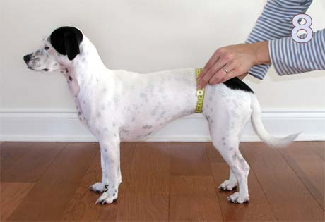 a sketch showing the outline of a dog with a red line indicating the positioning of the cloth measuring tape