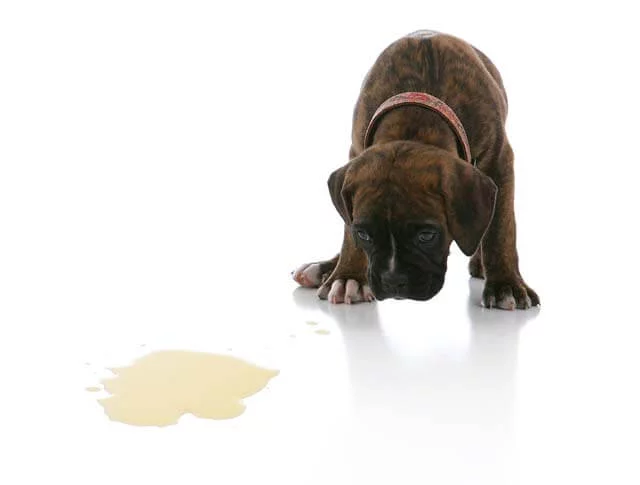 a little pup with his head down beside a little puddle