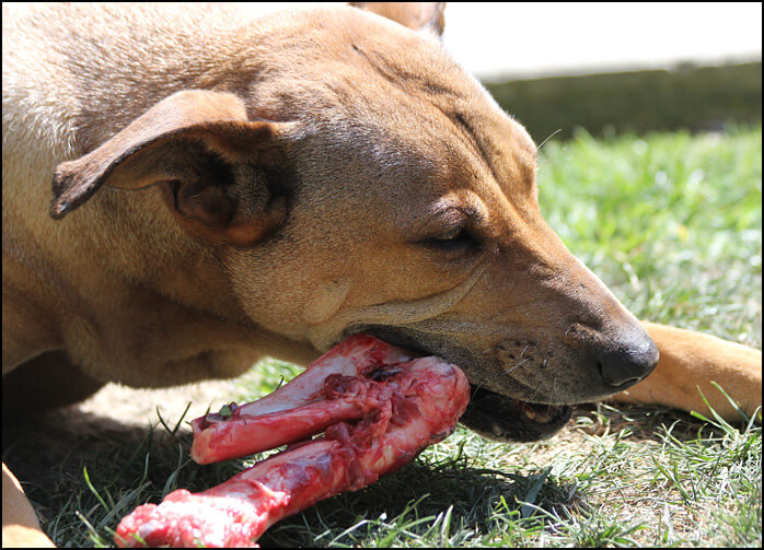 image of dog eating a meaty bone