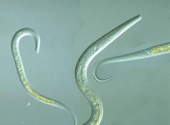 a photo of round worms in dogs