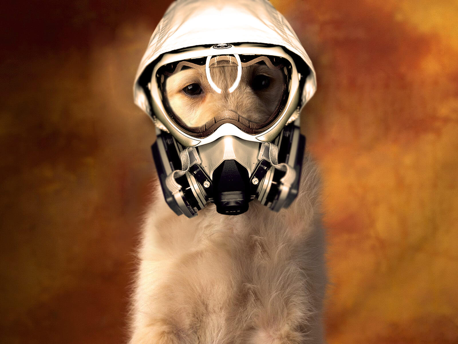what can cause bad gas in dogs