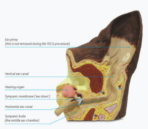dog ear infections irritate the ear canal, shown in picutre
