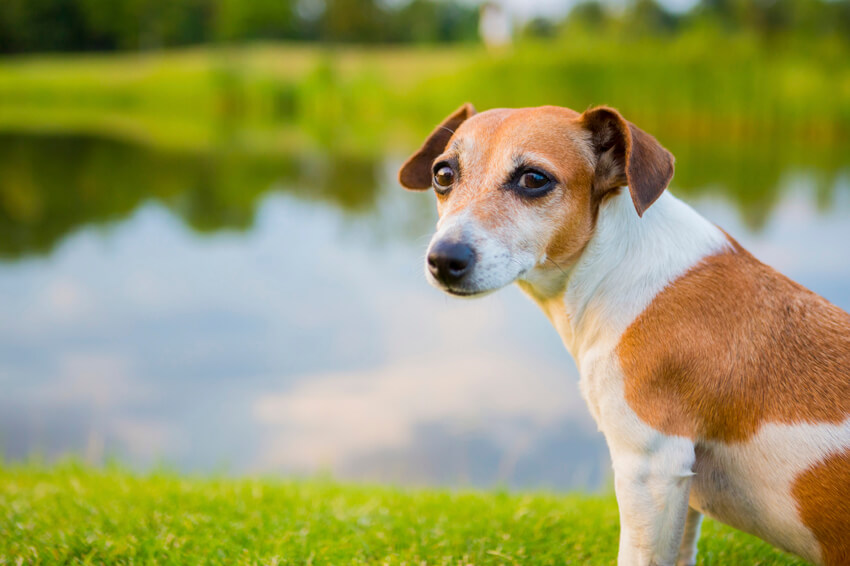 Figures Indciate Leptospirosis Vaccine (Nobivak L4) Kills More UK Dogs Than it Saves
