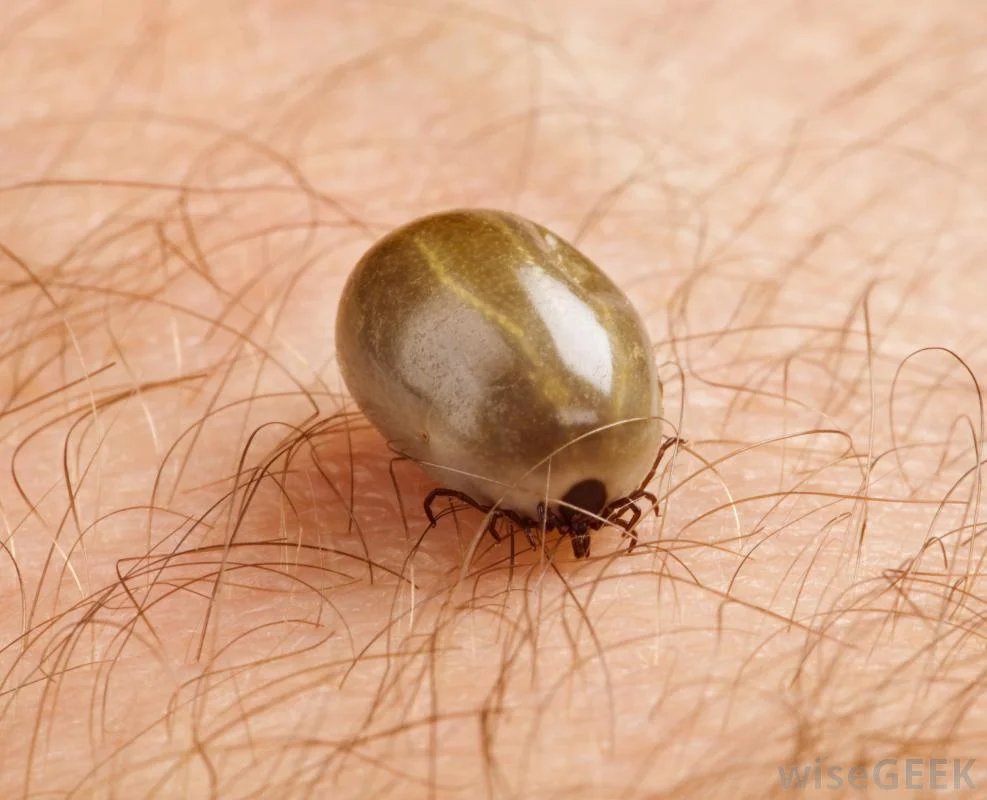 ticks on dogs