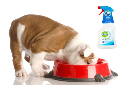Picture of a pup eating food with an anti microbial spray in the back ground