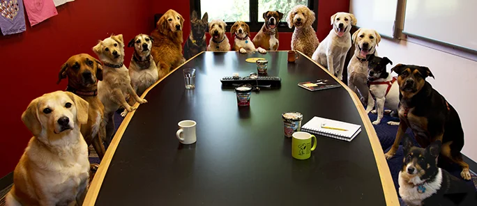 photo of lots of dogs in the office
