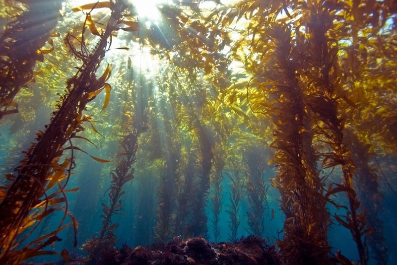 kelp-forest