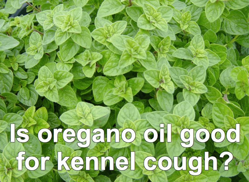 oregano oil is great for kennel cough in dogs