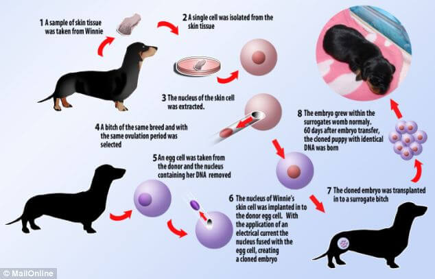 a chart showing the various steps involved in cloning a dog