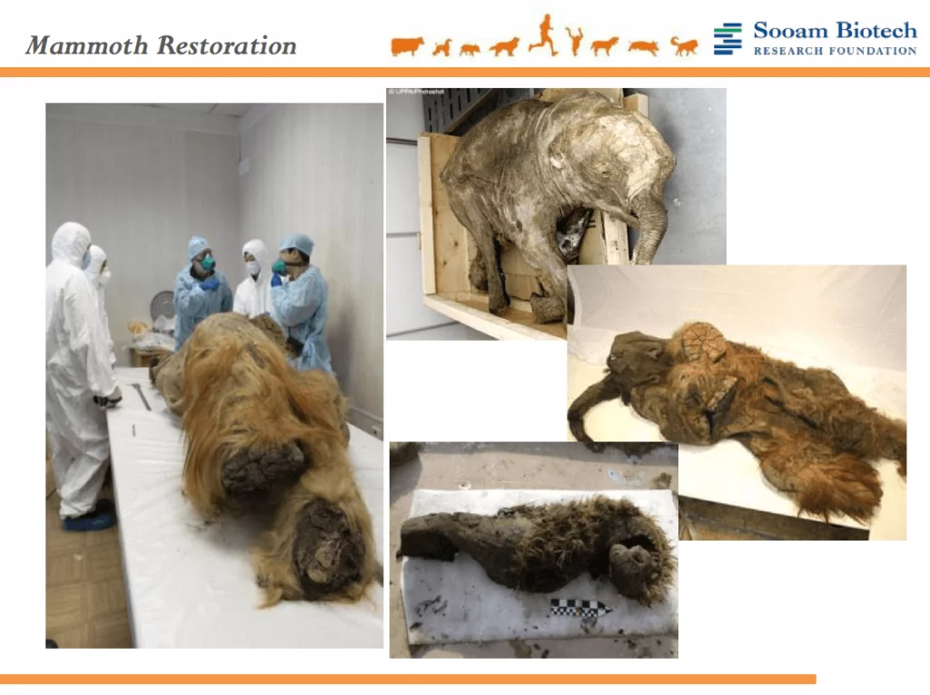trying to clone a mammoth