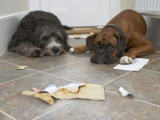 Dog chewed up their license