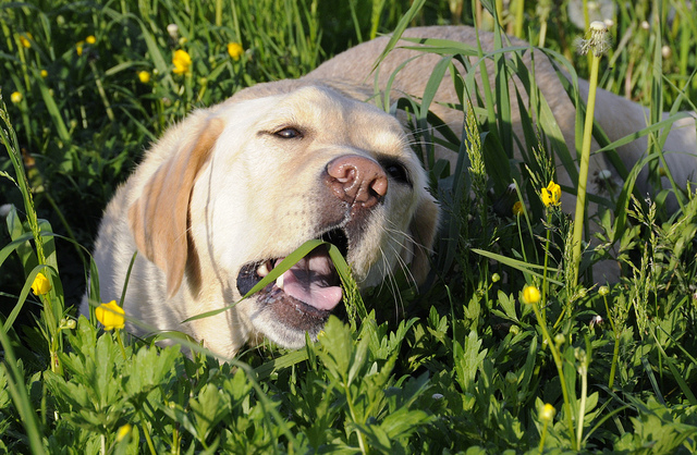 a photo of a labrador eating grass