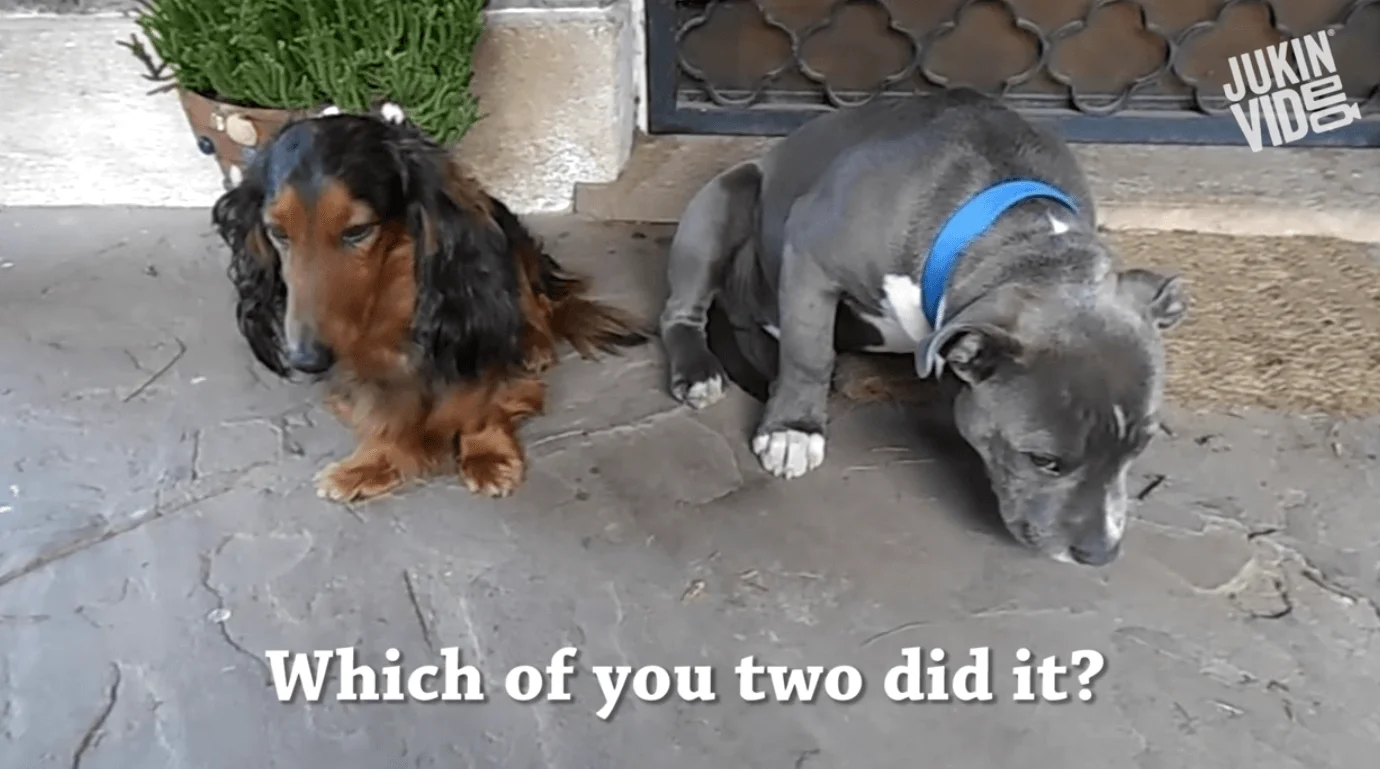 a photo of two dogs and one dog looks guilty