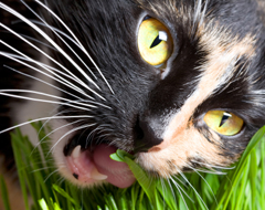a photo of a cat eating grass