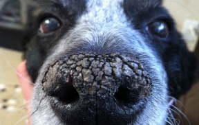 dry cracked nose in dog