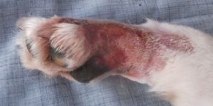 Alabama Rot in Dogs – Can Everyone Please Calm Down