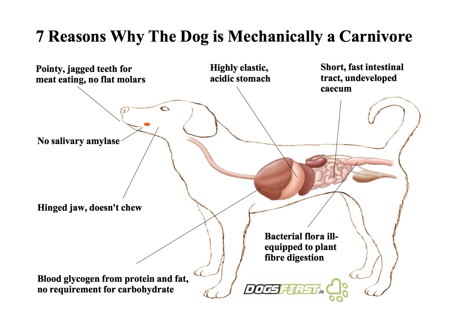 A diagram showing 7 Reasons Why the dog is Mechanically a Carnivore and needs raw dog food