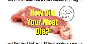 Do you Care how the Meat in Your dog Food Died?