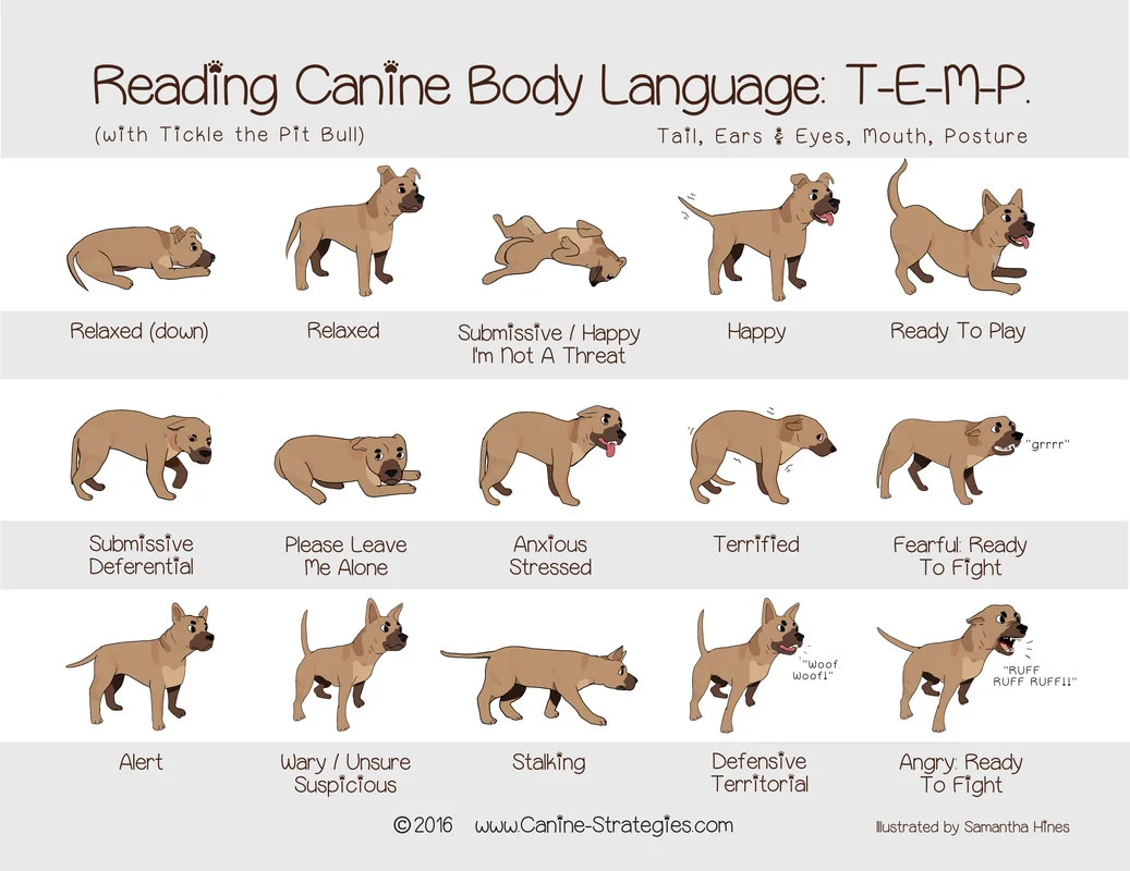 dog body language