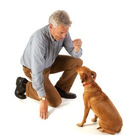 teaching your dog to sit