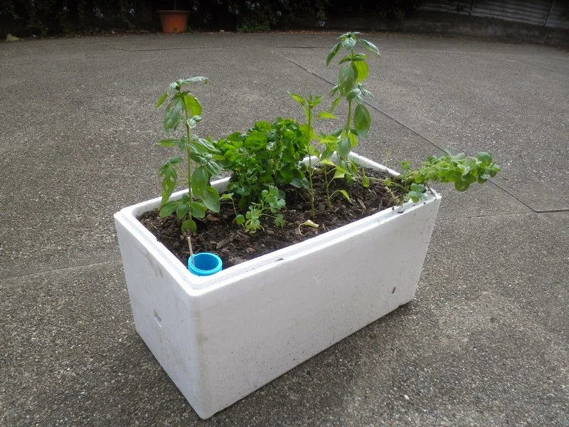 herb garden for dogs