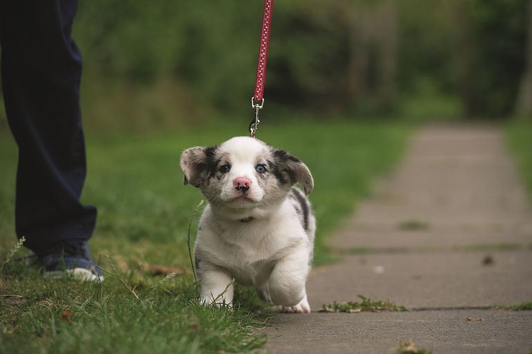 puppy on lead