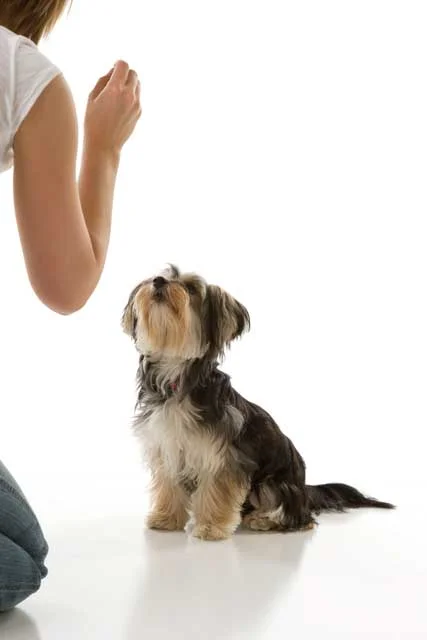 basics to dog training