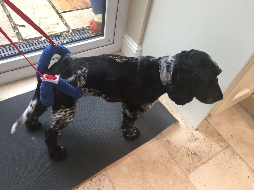 A dog in a walking supportive harness