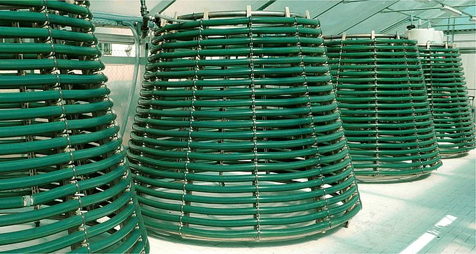 spirulina grown inside