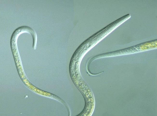 picture of ascaris worm