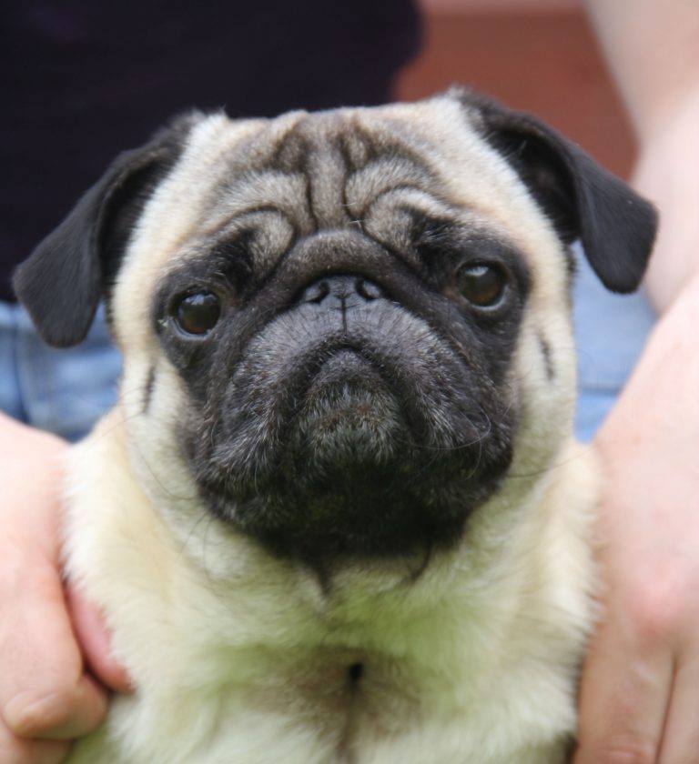 Vets are Taking Action Against the Rise in Brachycephalic (Short-Nosed) Breeds…