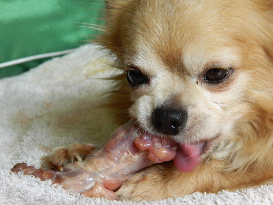 It Is Highly Unlikely Raw Chicken Causes Paralysis In Dogs Dogsfirstireland