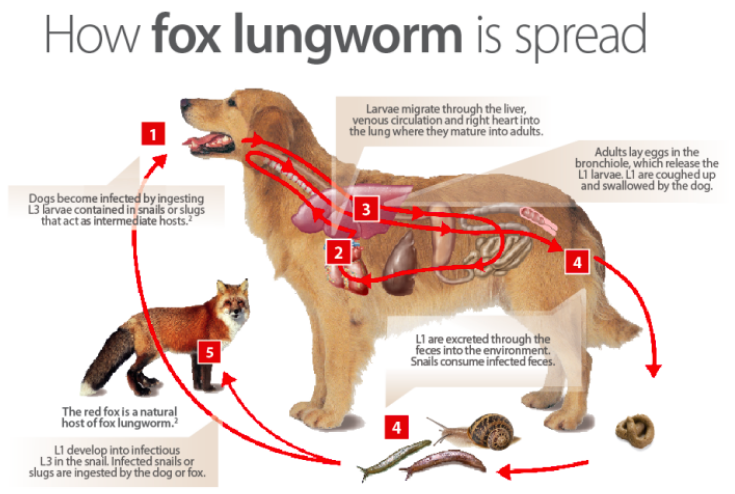Lungworm in Dogs