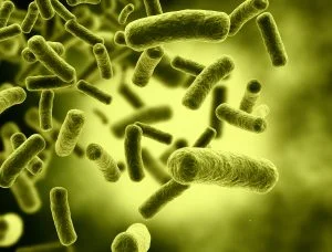 a close image of bacteria floating in liquid