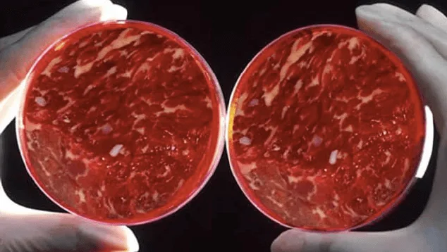 Lab-grown meat in a petri dish