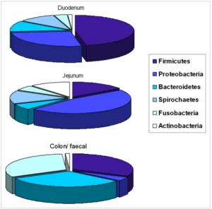 the canine microbiome
