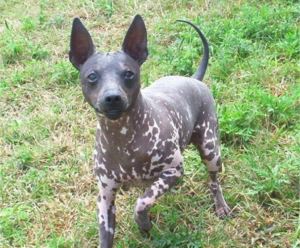mexican hairless terrier